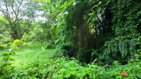 Lush Green Forest Canopy, Tranquil Nature Scene Stock Footage 312788663