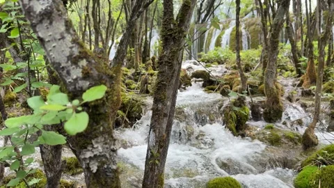 Lush Green Forest with Cascading Stream and Waterfalls in Jiuzhaigou Sichuan Stock Footage 338373122