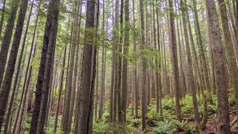 Lush green forest at Clatsop Loop Trail, Oregon, captured in 4K drone footage wi Stock Footage 309290668