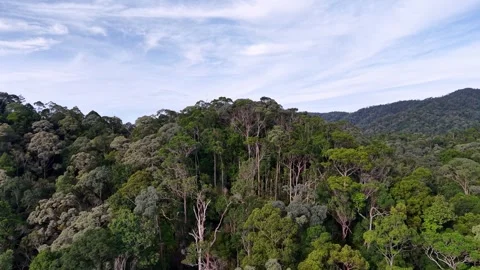 Lush green forest with a clear blue sky above 스톡 동영상 332243653