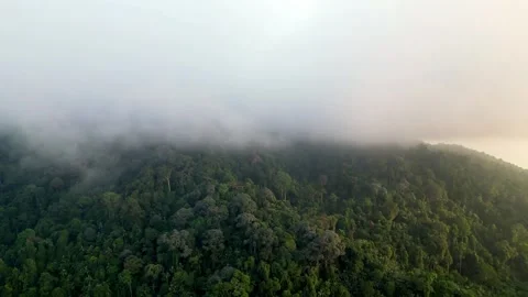 Lush green forest with a cloudy sky above Stock-Footage 329238302