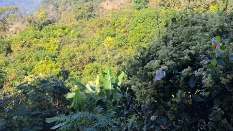 Lush Green Forest Cover in a Dense Jungle Scene Vídeo Stock 331656312