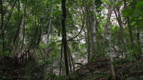 Lush Green Forest with Dense Foliage in Guaviare Video stock 336520691