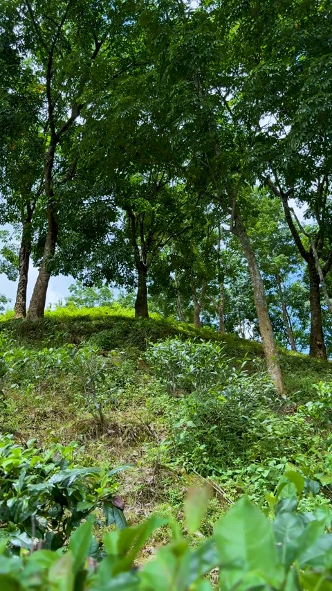 Lush green forest with dense foliage and vibrant undergrowth on a sunny day.. Video stock 338414484