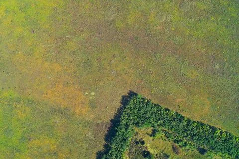 Lush green forest edge bordering open meadow field, abstract countryside Foto stock