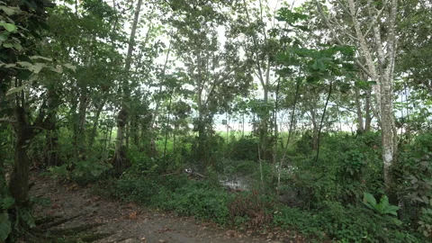 Lush Green Forest Edge with Dense Foliage in Amazon Basin 스톡 동영상 334173578