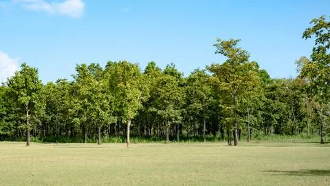 Lush green forest edge under a bright blue sky Stock Photos