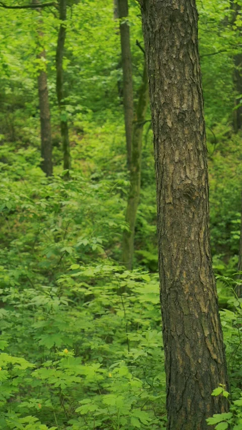 Lush Green Forest Environment with Tree Trunks and dense undergrowth Vidéo 336321693