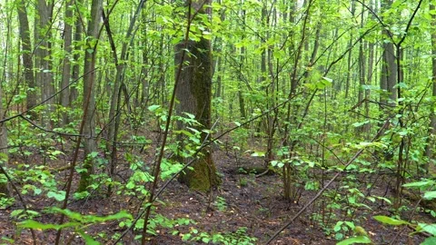 Lush Green Forest with a Fallen Tree Stump in the Southern Urals, Russia Stock Footage 325358510