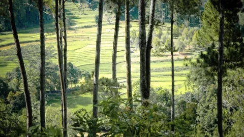 A lush green forest with a field of rice in the background Video stock 277618795