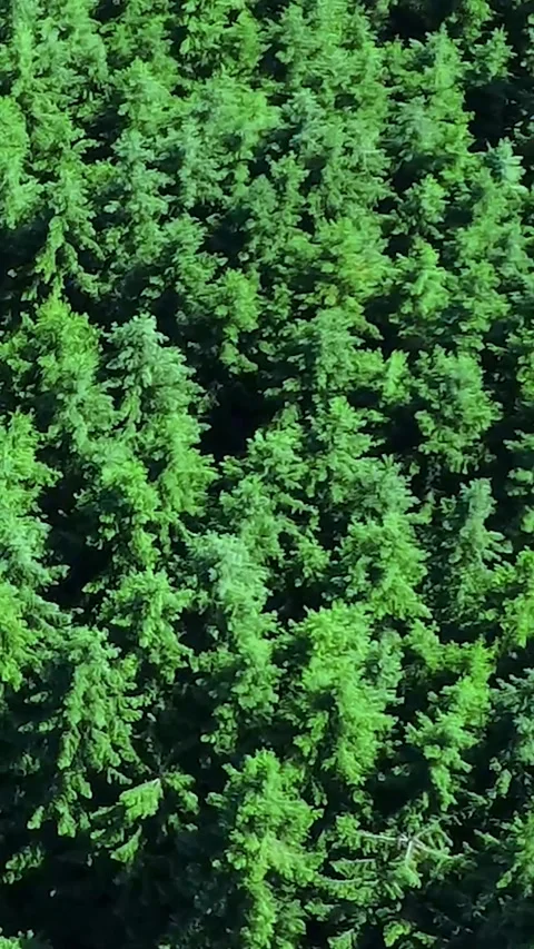 Lush Green Forest Filled With Thriving Trees in Bright Sunlight During Summer Stock Footage 311111912