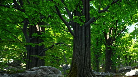 Lush Green Forest Filled With Vibrant Trees Beneath a Bright Sun Stock Footage 346687012