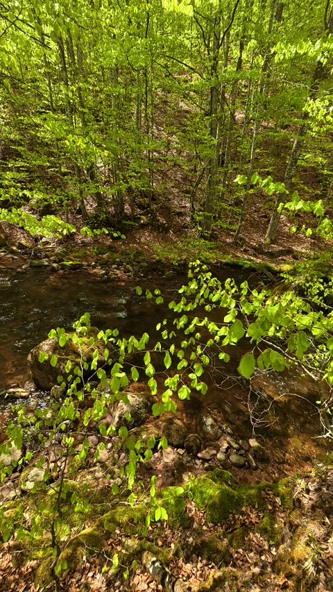 Lush green forest floor with dappled sunlight. Tupavica area, Vertical Vídeos de archivo 335947097