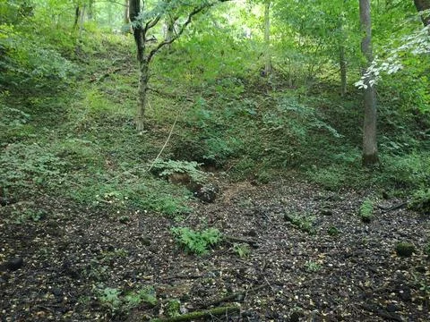 Lush green forest floor with deciduous trees Stock Photos