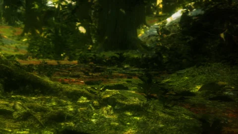 Lush green forest floor filled with plants and natural elements Stock Footage 340025018