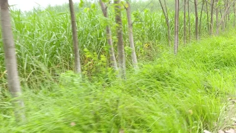 Lush Green Forest Floor Grass Видео 343907997