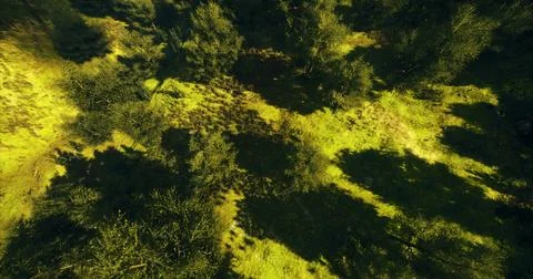 Lush green forest floor with patterns of light and shadow during midday 스톡 일러스트