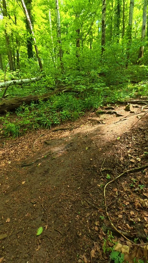 Lush green forest floor, roots exposed. Jastrebac Mountain, Serbia. Vertical Stock Footage 336108696