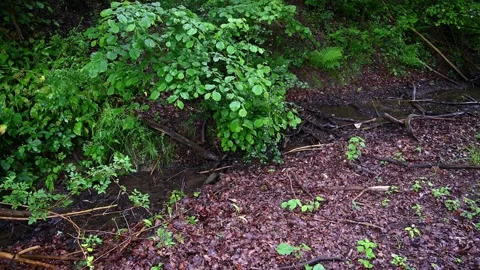 Lush green forest floor with a small stream and fallen leaves after rain Stock Footage 336857294