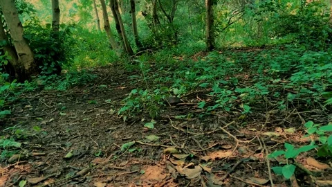 Lush Green Forest Floor with Trees and Natural Vegetation Stockbeeldmateriaal 341816261