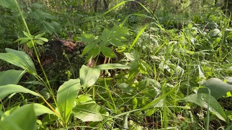Lush green forest floor vegetation with mixed plants, leaves and grasses  Stockbeeldmateriaal 339366604