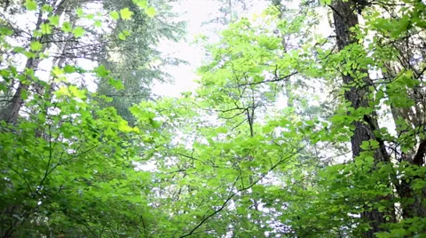 Lush Green Forest Stock Footage 38710649