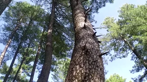 Lush Green Forest 動画素材 302790431