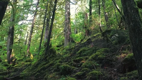 Lush green forest Stock Footage 315714056