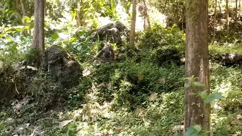 Lush Green Forest Stock Footage 331265659