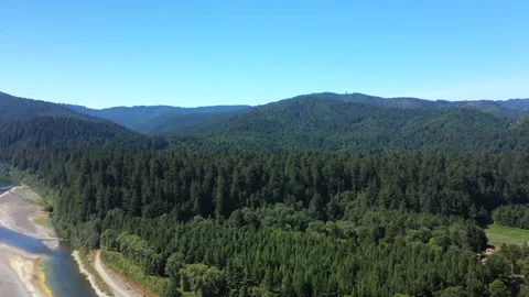 Lush green forest with gian sequoias - forward flight Stock Footage 152745188