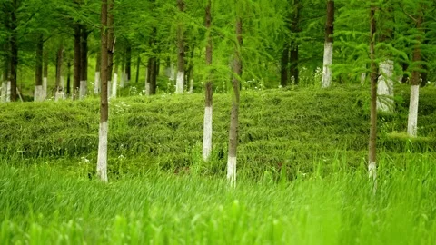 A Lush Green Forest Glade Featuring Slender Trees with Distinctive White Stock-Footage 332855679