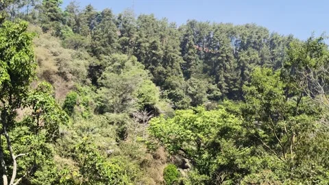 Lush green forest on hillside slope Stock Footage 346659342
