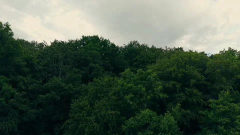 Lush Green Forest on a Hillside Under a Cloudy Sky 動画素材 338350495