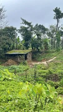 A lush Green forest with a Hut Stock Photos