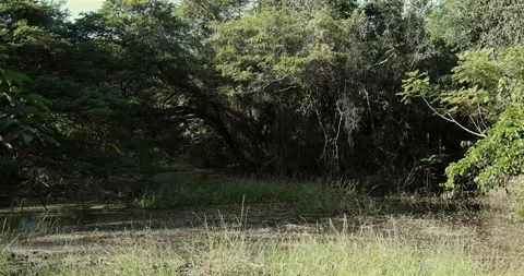 Lush green forest landscape with dense foliage and calm water. Stockbeeldmateriaal 303816372