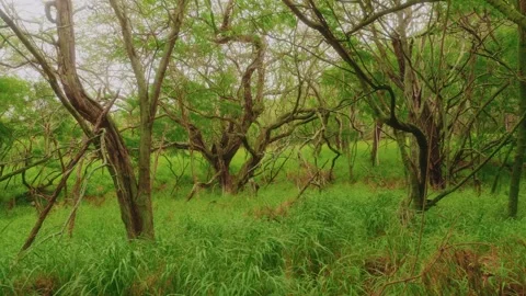 Lush green forest landscape with dense trees and undergrowth in Hawaii Stock Footage 325751336