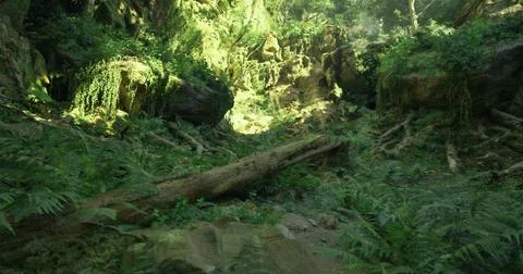 Lush green forest landscape with moss covered rocks and fallen trees Stock Illustration