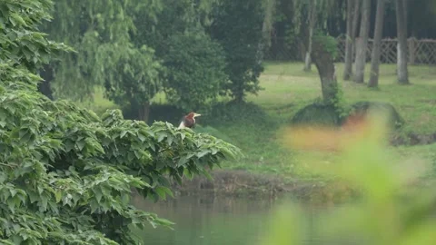 Lush Green Forest Landscape with Peaceful Pond in Misty Nature Stock Footage 340302575