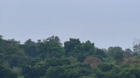 Lush green forest landscape with rolling hills under a bright sky Video stock 341900830