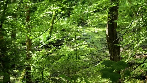 Lush green forest landscape with sunlight Stock Footage 337728701