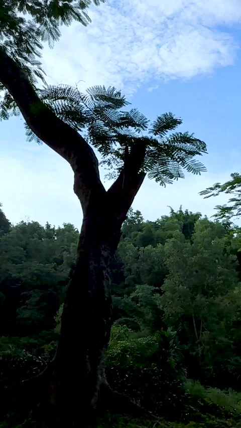 Lush green forest landscape under a vibrant blue sky with scattered clouds .. Stock-Footage 338414461