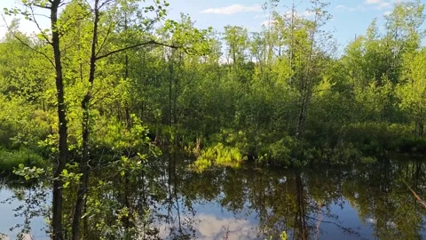 Lush green forest landscape with vibrant trees reflecting in calm water Stock Footage 338130945