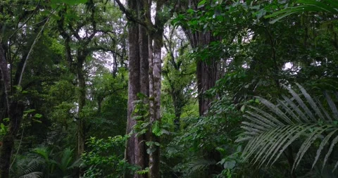A lush green forest with lots of trees and leaves Stock Footage 266474092
