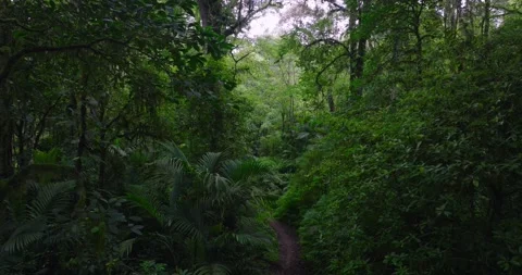A lush green forest with lots of trees and leaves Stock Footage 266792257