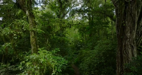 A lush green forest with lots of trees and leaves Stock Footage 266792325
