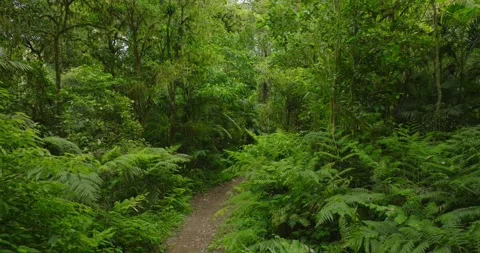 A lush green forest with lots of trees and leaves Stock Footage 266792342