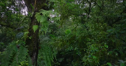 A lush green forest with lots of trees and leaves Видео 266880248