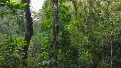 A lush green forest with lots of trees and leaves Stock Footage 310385946