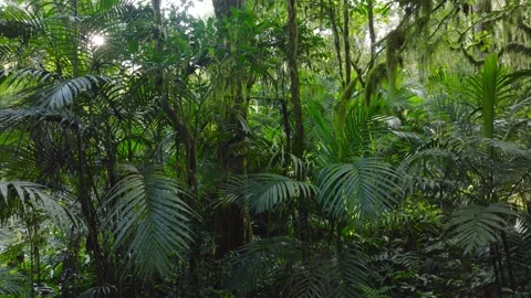A lush green forest with lots of trees and leaves Stock Footage 310385985