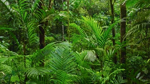 A lush green forest with lots of trees and leaves Stock Footage 310386102